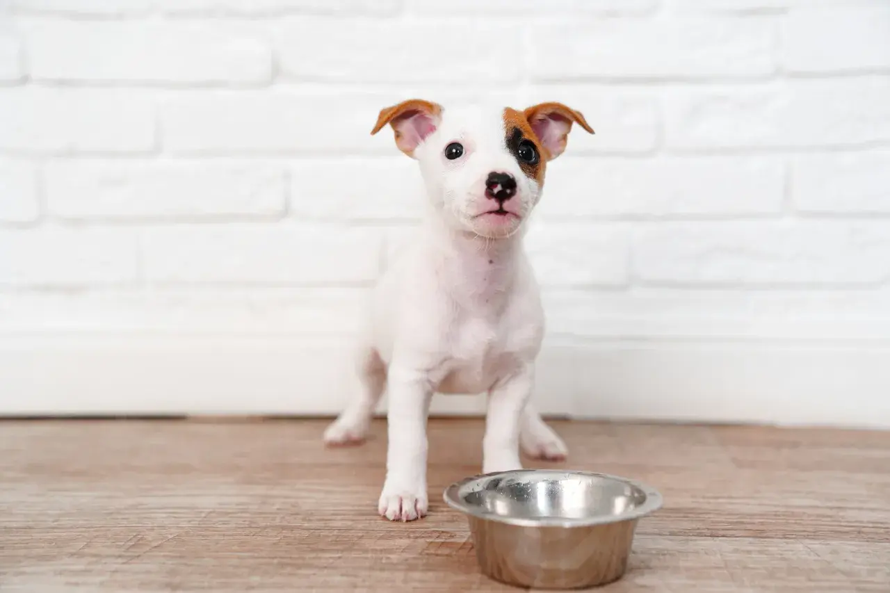 Uroczy szczeniak Jack Russell Terrier czeka przy misce, zastanawiając się, czym karmić szczeniaki 4 tygodniowe.